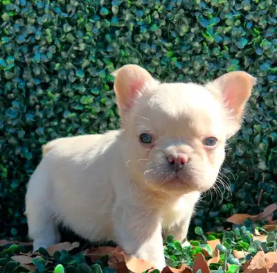 Rare all white fluffy french bulldogs puppies, View more