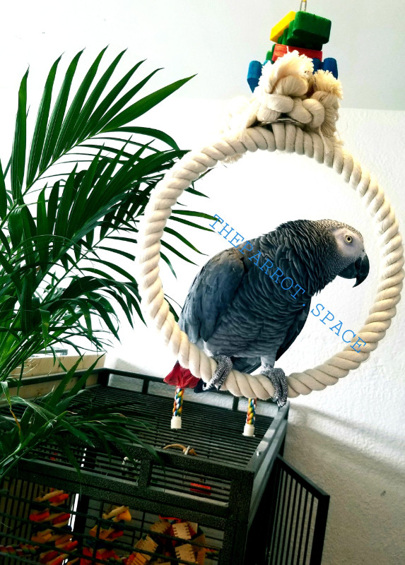 Bird toy - 35% off: parrot swing perch toy ZOO-MAX dans Oiseaux à adopter  à Ville de Montréal - Image 2