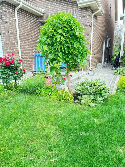 Headline: Bright & Spacious 2-Bedroom Basement Apartment in Thornhill– Available July First! Looking...