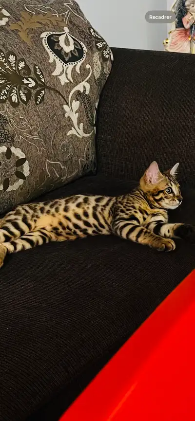 Chaton Bengal, View more