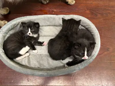 Kittens for rehoming. , View more