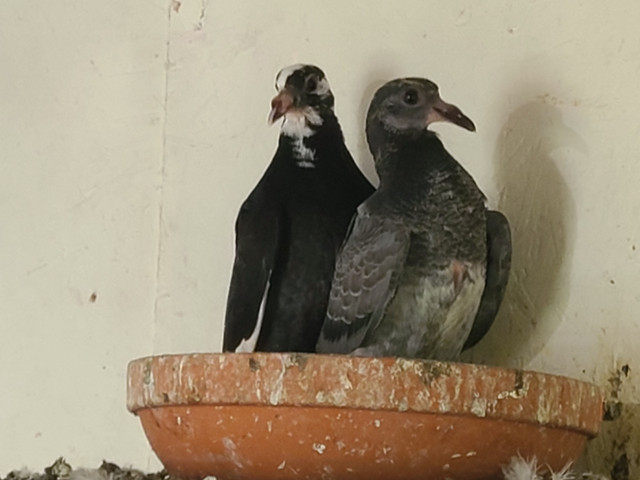 Mixed Pigeons For Sale in Birds for Rehoming in Windsor Region - Image 3