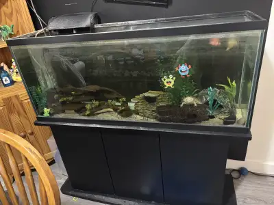 Axolotl with everything included, View more