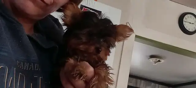 Yorkshire terrier miniatures  (  1 mâle  ) in Dogs & Puppies for Rehoming in Gatineau - Image 3
