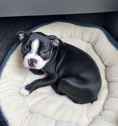 12 week old Female Frenchton puppy / chiot, View more