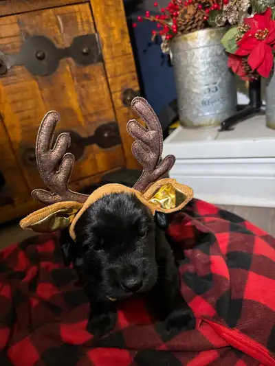 We have two females available. Born Oct 23. Ready in time for Christmas. Girls will have their first...