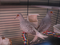 Diamond Doves Breeding Pair