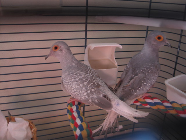 Diamond Doves Breeding Pair in Birds for Rehoming in Burnaby/New Westminster