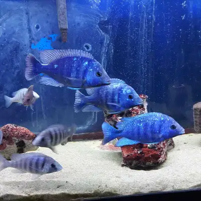 African Cichlids, View more