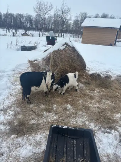 Goat Kids, View more