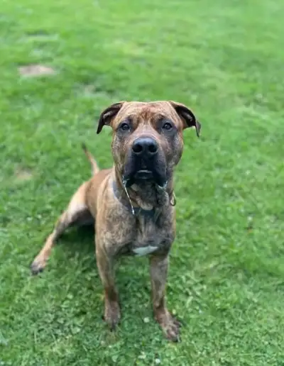 Presa Canario – Rare Temperament, Serious Responsibility, View more