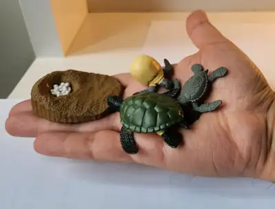 Explore the fascinating journey of a turtle with this comprehensive life cycle set! This set include...