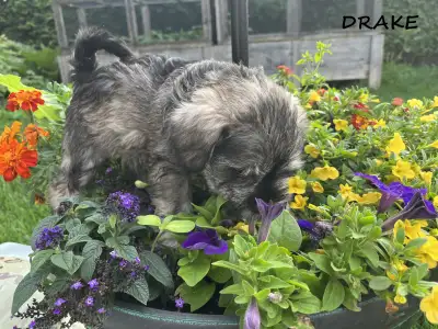 Purebred- Miniature Schnauzer puppies, View more