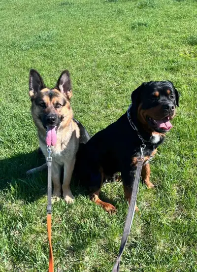 Dog for Rehoming (picking a good home for them), View more