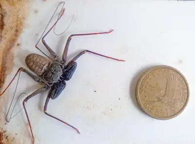 Decorated whip spider - Phrynus decoratus babies, View more