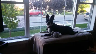 Home away from home Dog Boarding..., View more