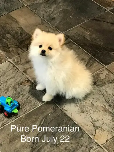 Pomeranian puppy for sale , View more