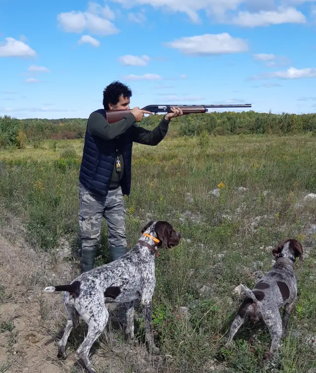 Chien Braque Allemand mâle in Dogs & Puppies for Rehoming in Longueuil / South Shore - Image 3