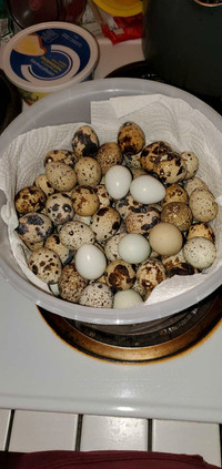 Quail eggs $7/dozen