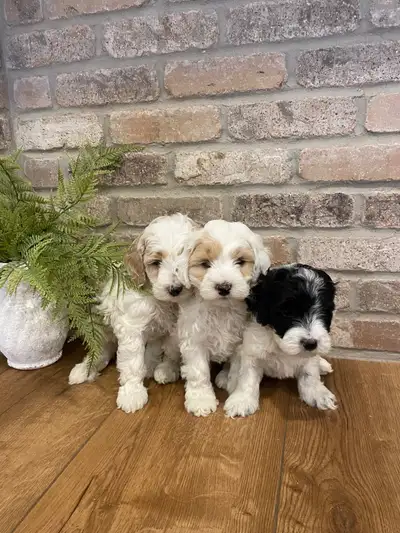Adorable Cocker Spaniel X Puppies, View more