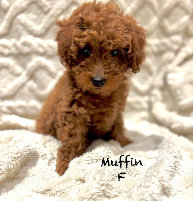 Caniche Toy Poodle dans Chiens et chiots à adopter  à Laval/Rive Nord - Image 3