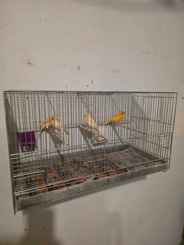 canaries for sale | Birds for Rehoming | Hamilton | Free local ...
