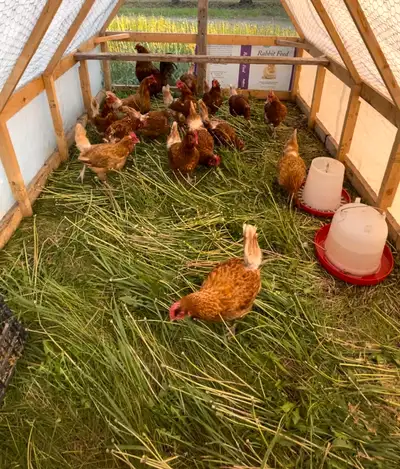 10 laying hens , View more