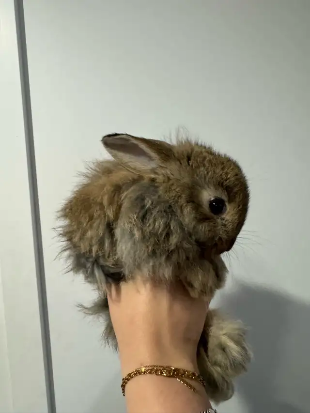 lapin tête de lion in Small Animals for Rehoming in Laurentides - Image 4