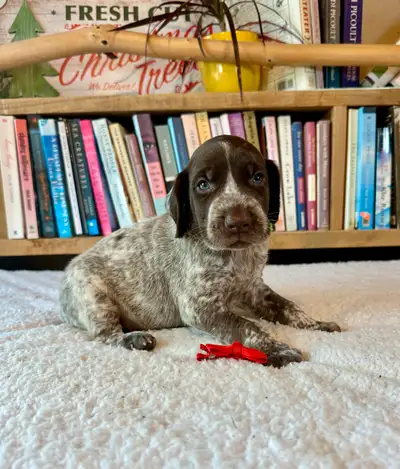 German Shorthaired Pointer Puppies, View more