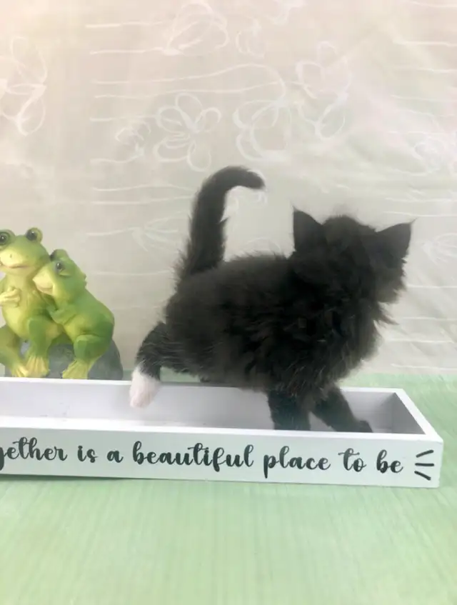 Maine Coon Sweetheart for Sale to Good Home