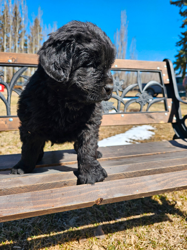Newfoundlander pups ready for their forever home May 4th. in Dogs & Puppies for Rehoming in Saskatoon - Image 4
