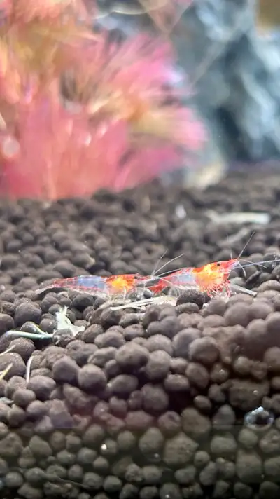 freshwater aquarium shrimp, View more
