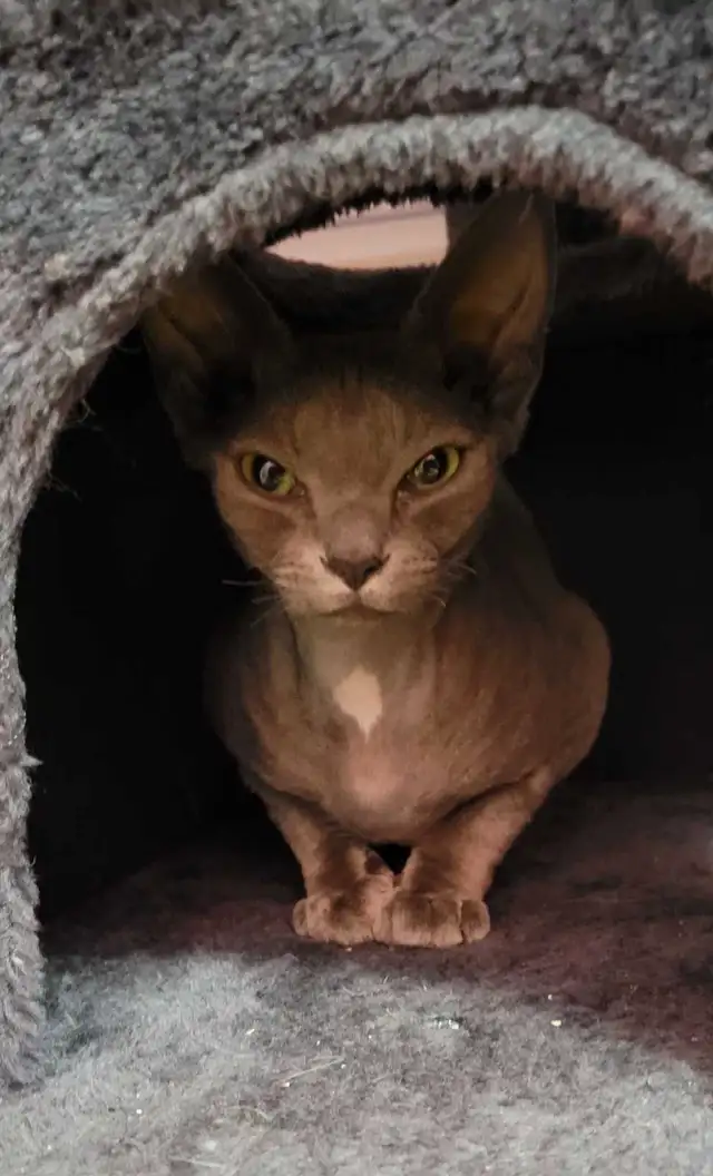 Chatte Devon Rex femelle in Cats & Kittens for Rehoming in Laval / North Shore - Image 7