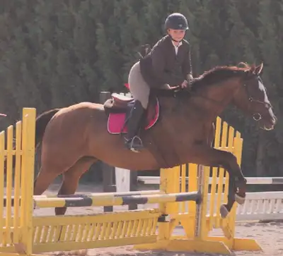 Need help exercising your horse? Look no further! Hi I’m Kennedy, I’m a young adult who’s offering e...