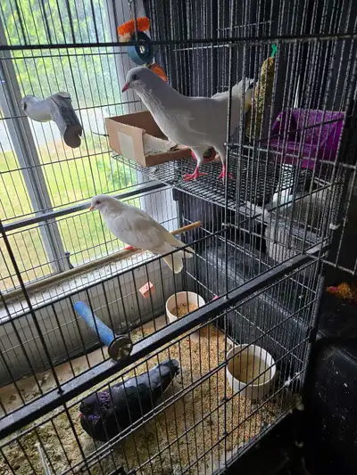 Pet Pigeons, View more