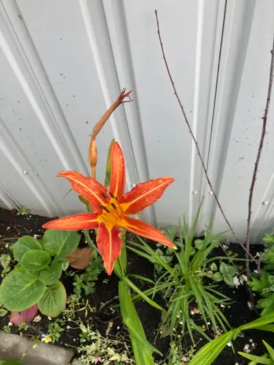 Day Lily, View more