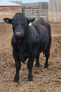 Yearling Gelbvieh Bulls For sale
