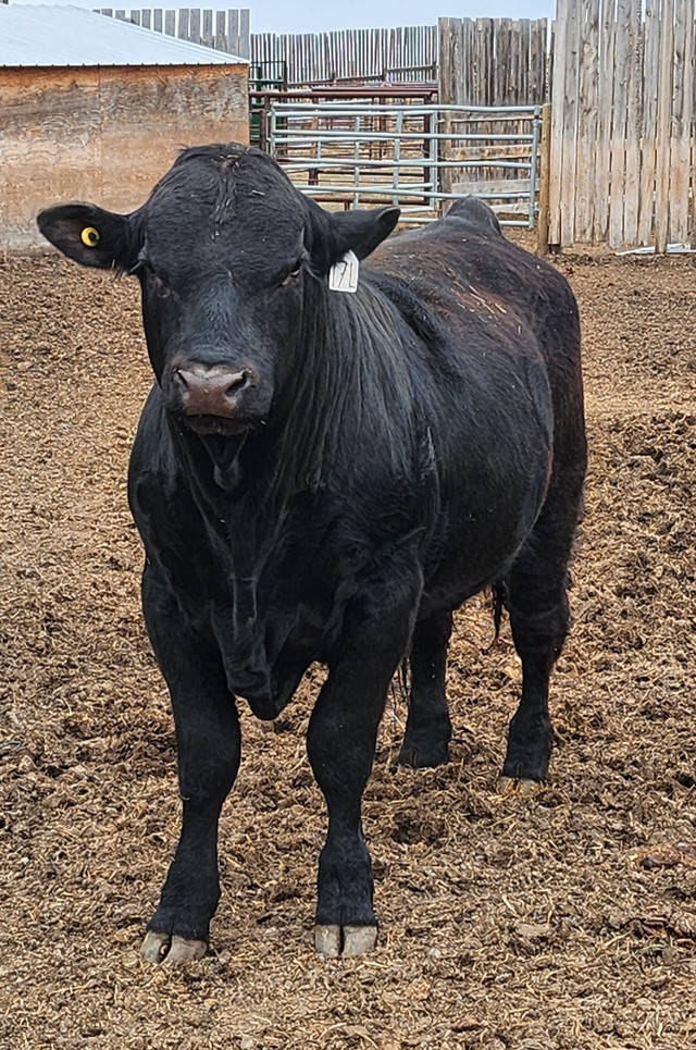 Yearling Gelbvieh Bulls For sale in Livestock in Medicine Hat