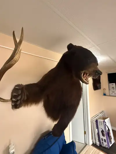 Taxidermy Half mounted Black Bear; wall mount Located in Ashcroft. Selling as is. Buyer to arrange p...