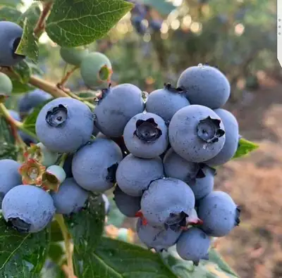 U PICK FRESH FARM BLUEBERRIES OPEN, View more