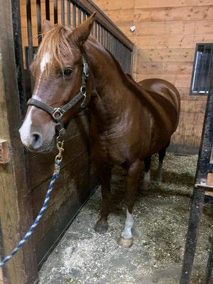 drafts for sale canada