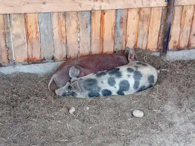 Pig boar and sow, View more