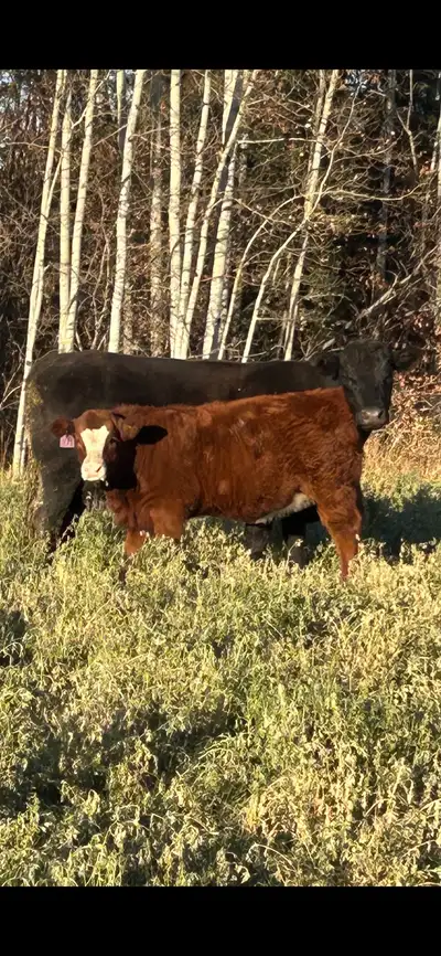 iso pasture, View more