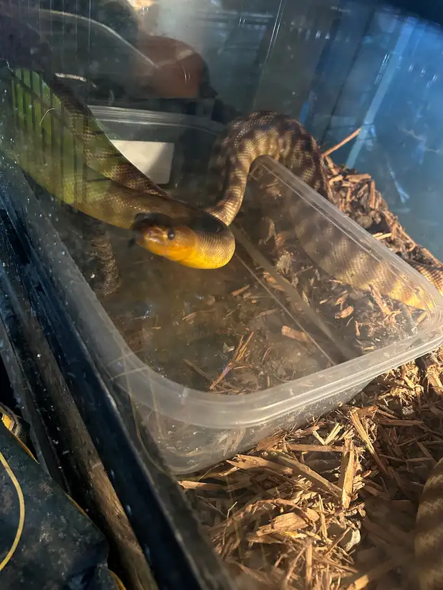 BEAUTIFUL WOMA PYTHON SPECIAL in Reptiles & Amphibians for Rehoming in North Bay - Image 2