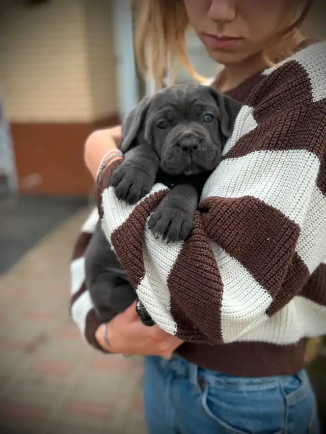 Cane Corso in Dogs & Puppies for Rehoming in City of Montréal - Image 9