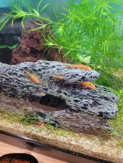 Super red plecos, View more