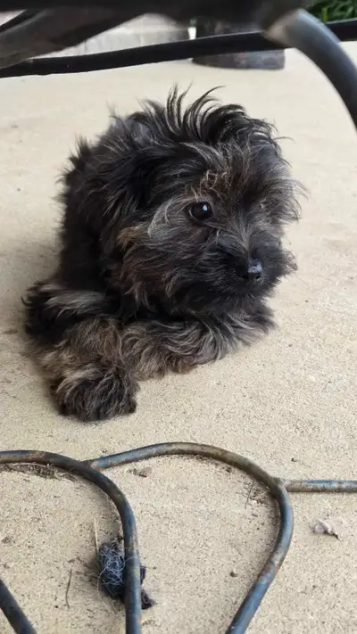 Adorable Morkie Puppies for Sale – Ready for Their New Homes! Description: We have 1 beautiful Morki...