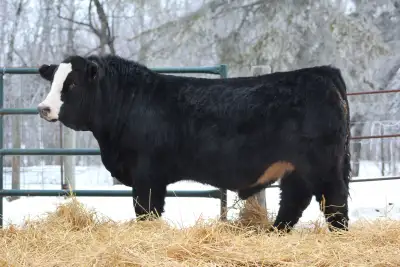 Simmental bulls, View more