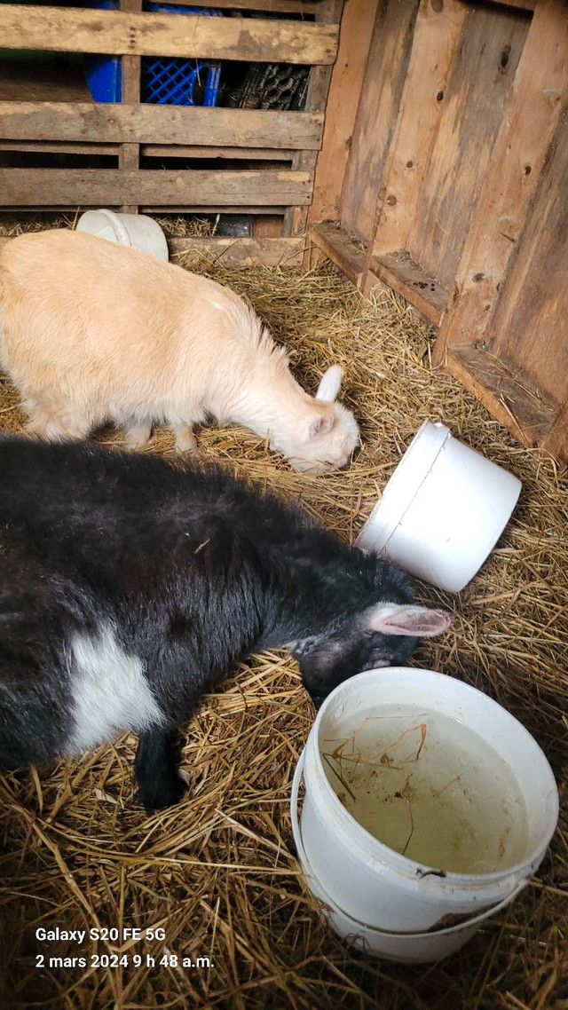 2 chevre pigmy in Livestock in Bathurst