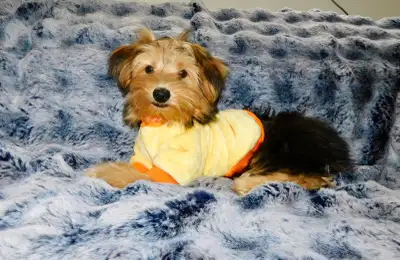 Chiot Yorkshire terrier de disponible, View more